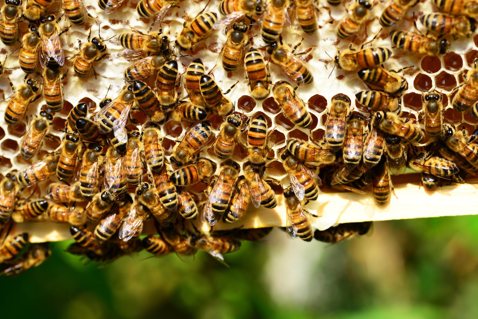 Bees on Honeyframe