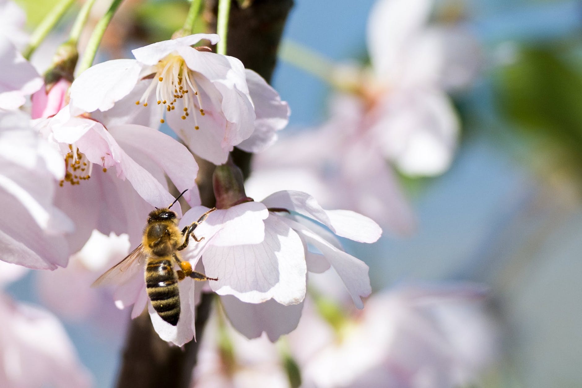 Cherry Blossom and Honey Bee
