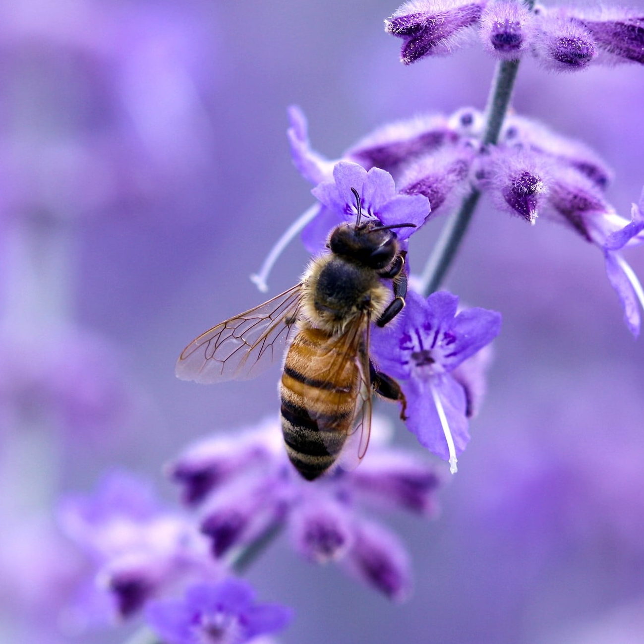 Honeybee on Wildflower