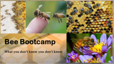 Bee Bootcamp