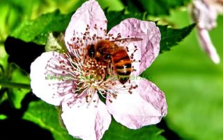 blackberry and bees