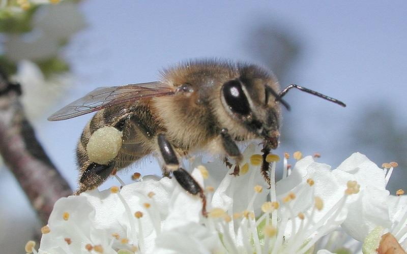 Cherry Blossom Honeybee