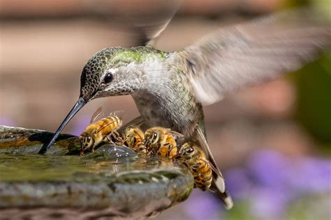Hummingbird and Bees in Birdbath