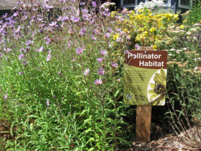 pollinator habitat