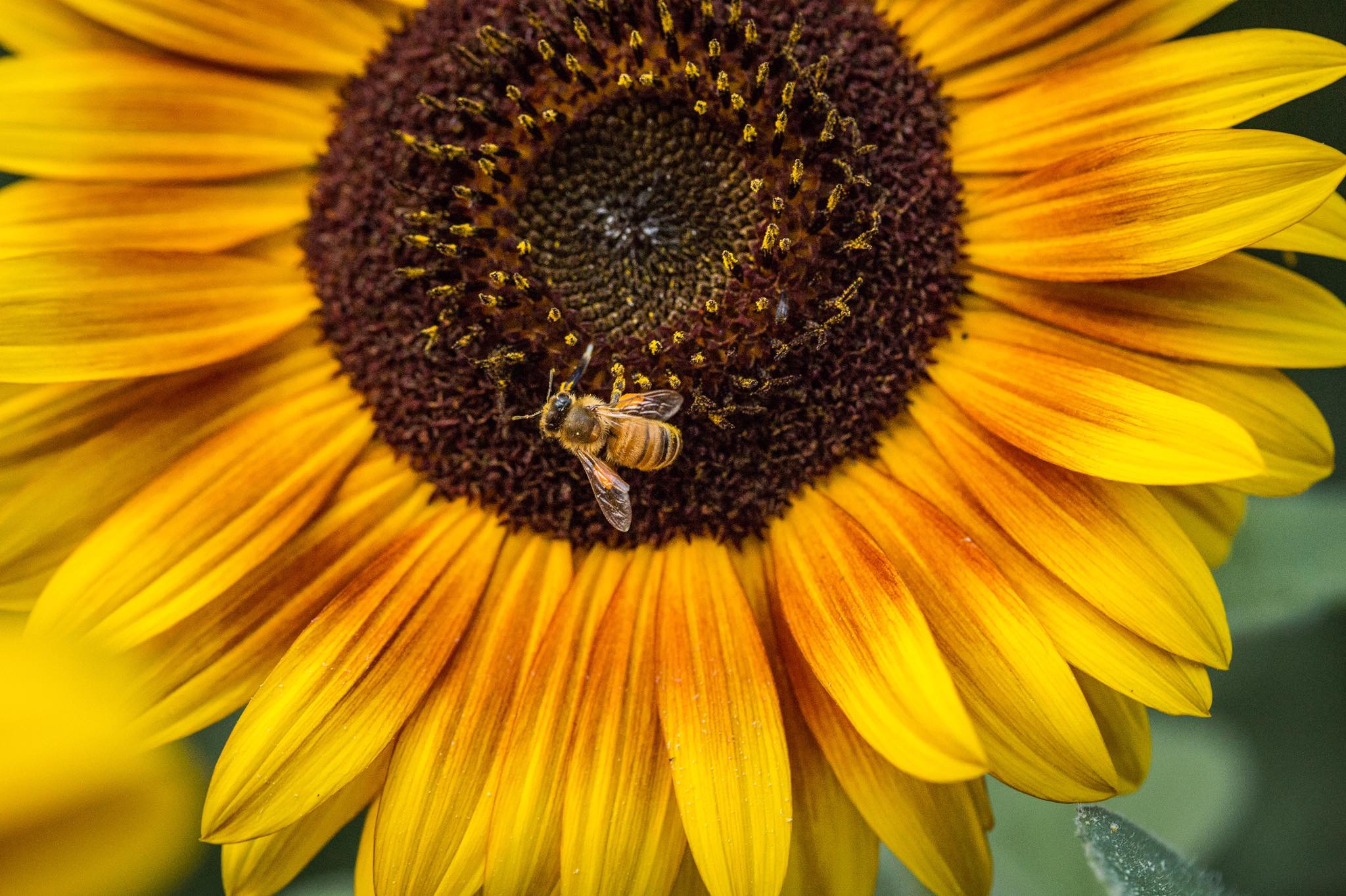 sunflower bee