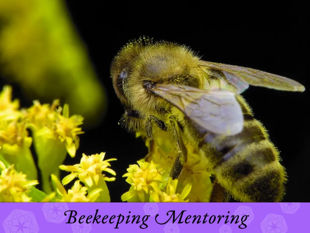 Beekeeping Mentorship and Coaching